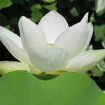 1er lotus aout 2015-012