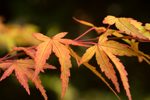feuilles Loïc